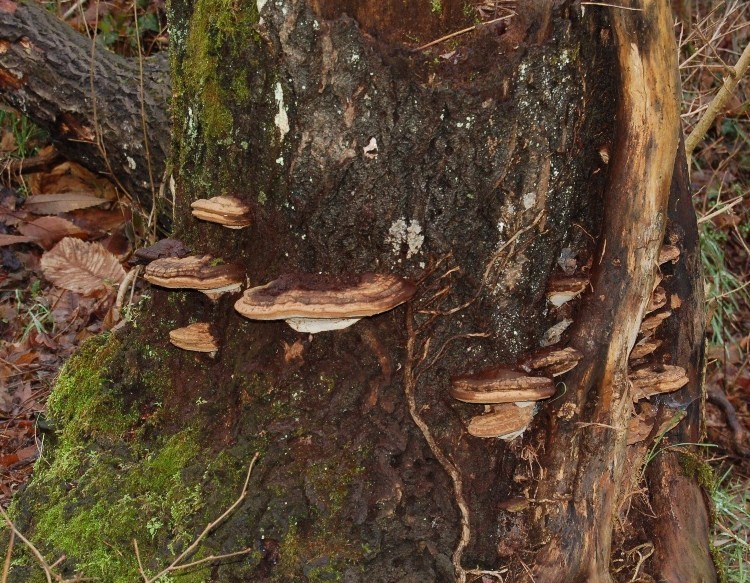 Funghi del 14 gennaio.